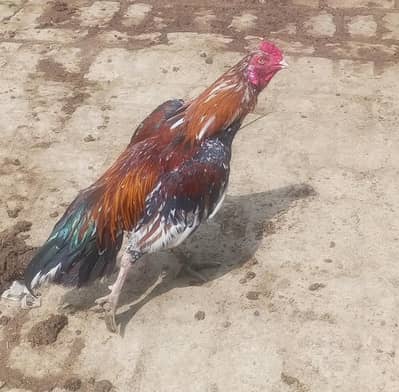 Aseel Chena Murga  For Sale
