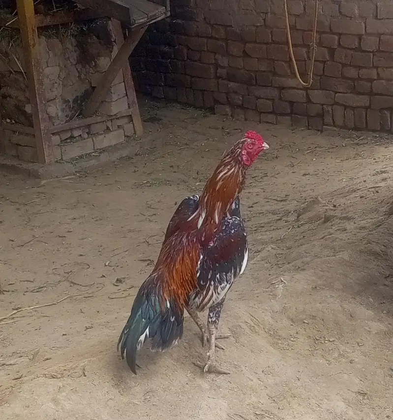 Aseel Chena Murga  For Sale — photo 2