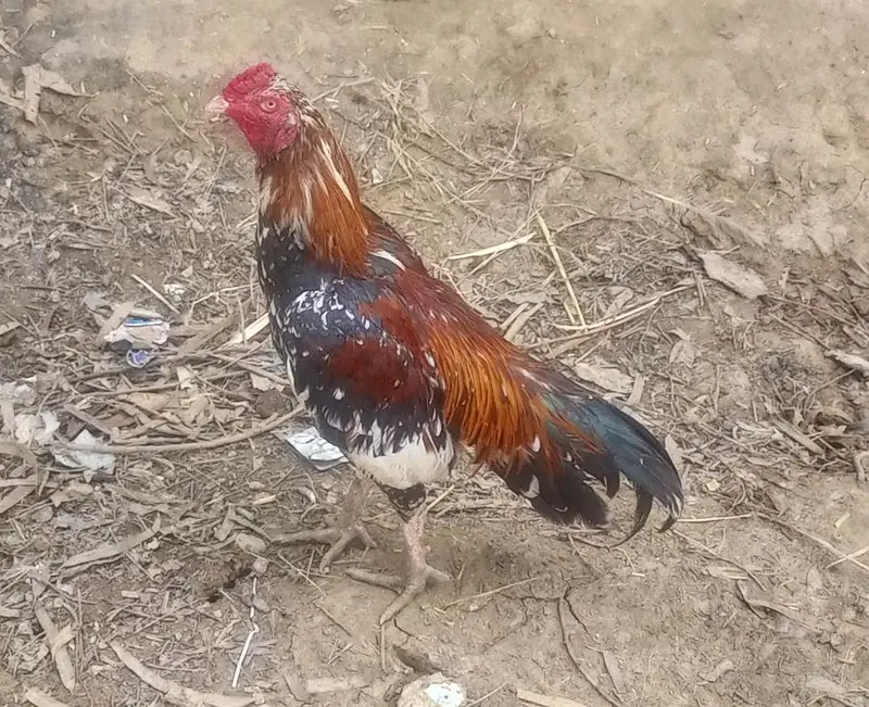 Aseel Chena Murga  For Sale — photo 4