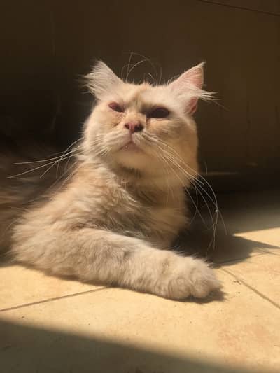 Persian cat