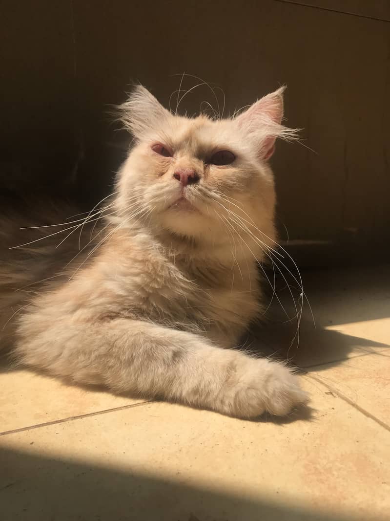 Persian cat 0