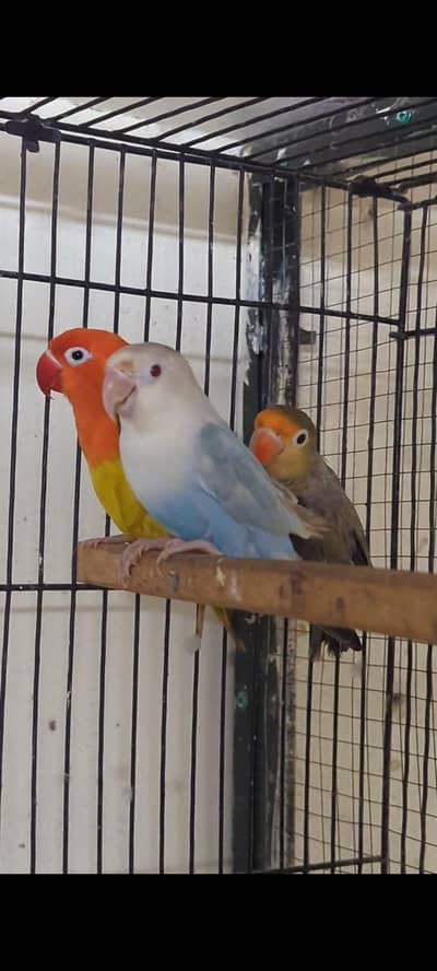 Love birds breeder pairs and cages available