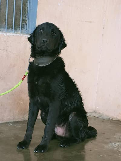 Black Labrador male for sale