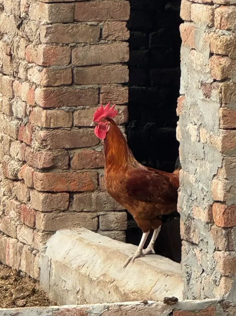 Aseel Murgi and Desi murga — photo 2