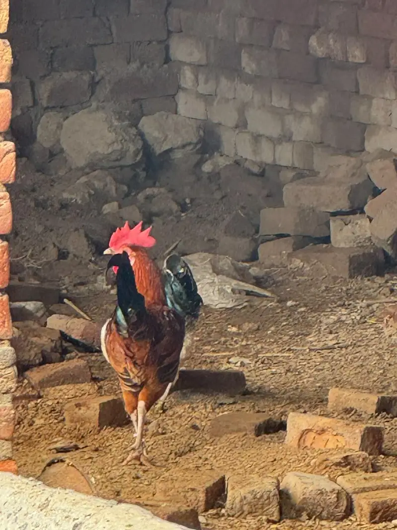 Aseel Murgi and Desi murga — photo 3