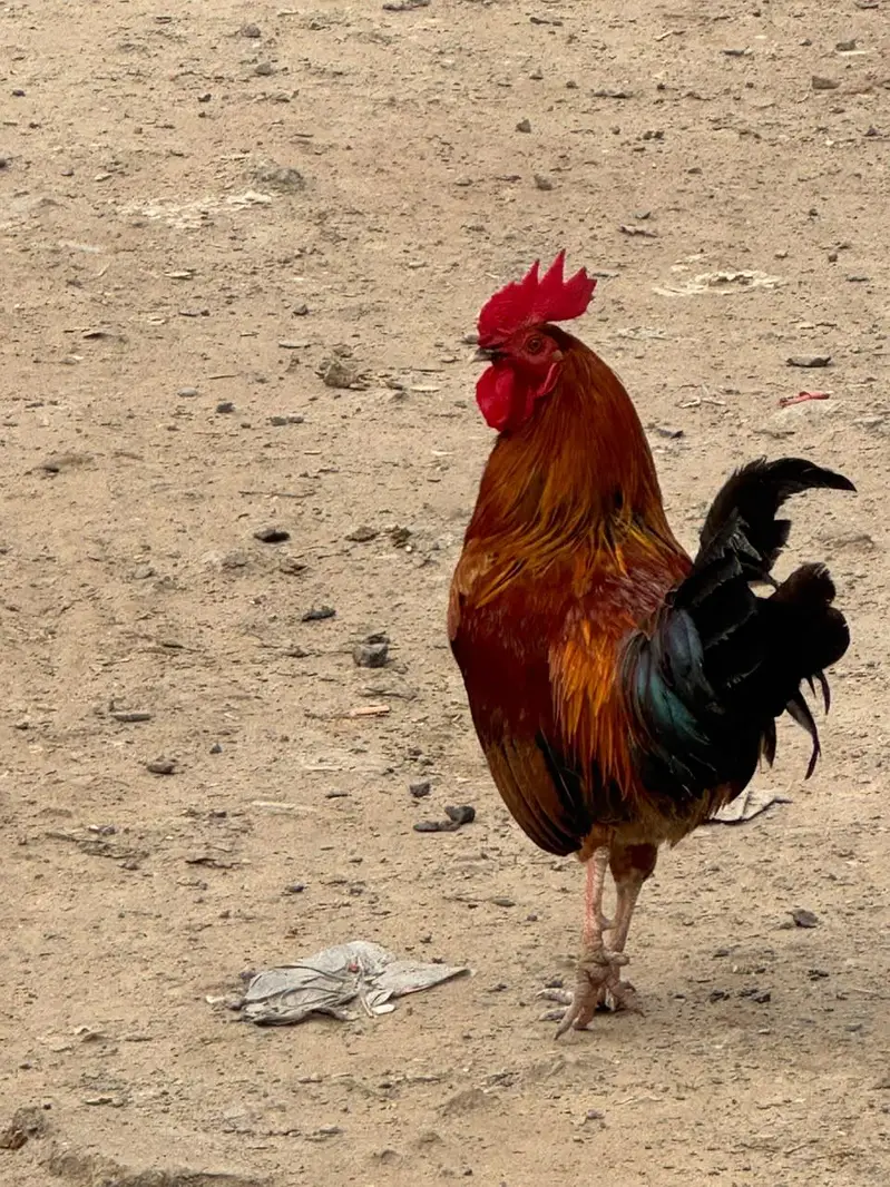 Aseel Murgi and Desi murga — photo 4