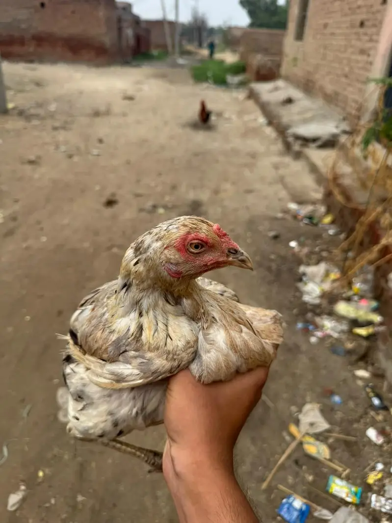 Aseel Murgi and Desi murga — photo 5