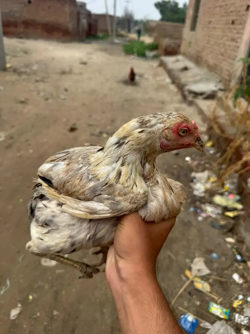 Aseel Murgi and Desi murga — photo 6