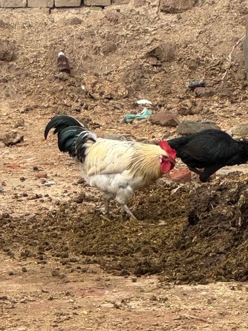 Aseel Murgi and Desi murga — photo 11