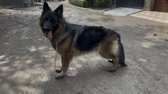 Pink pedigree Long coat female for sale
