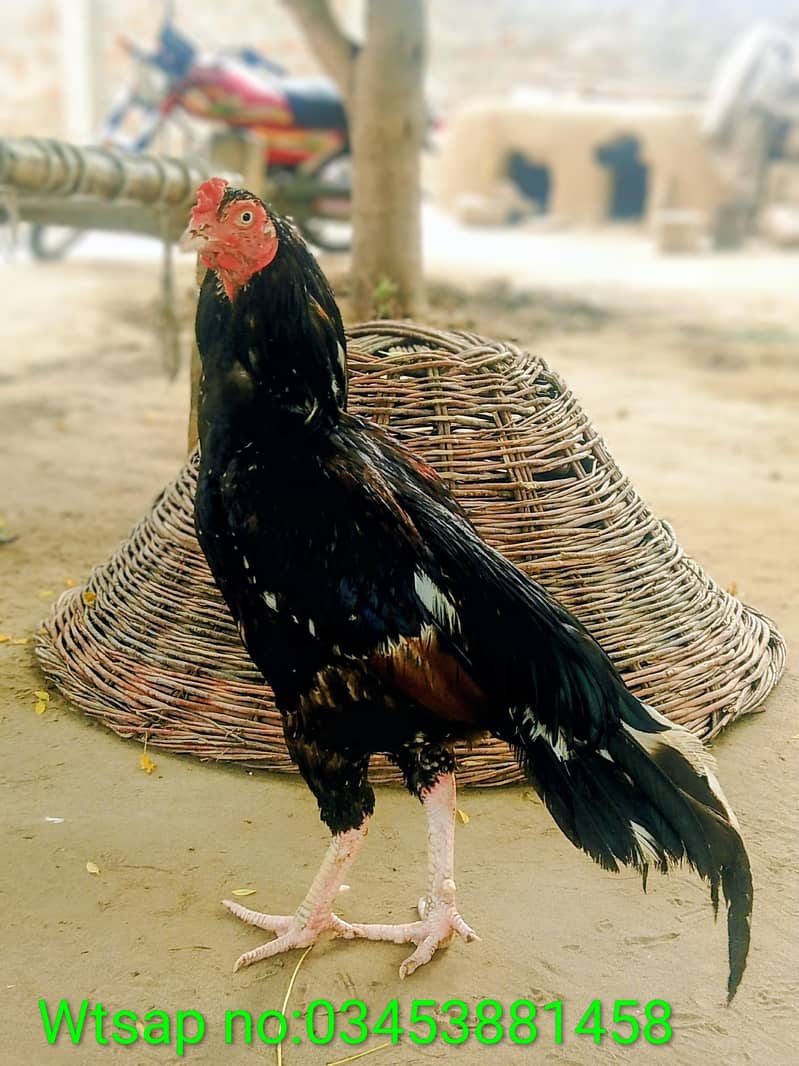 اصیل مرغ برائے فروخت 0