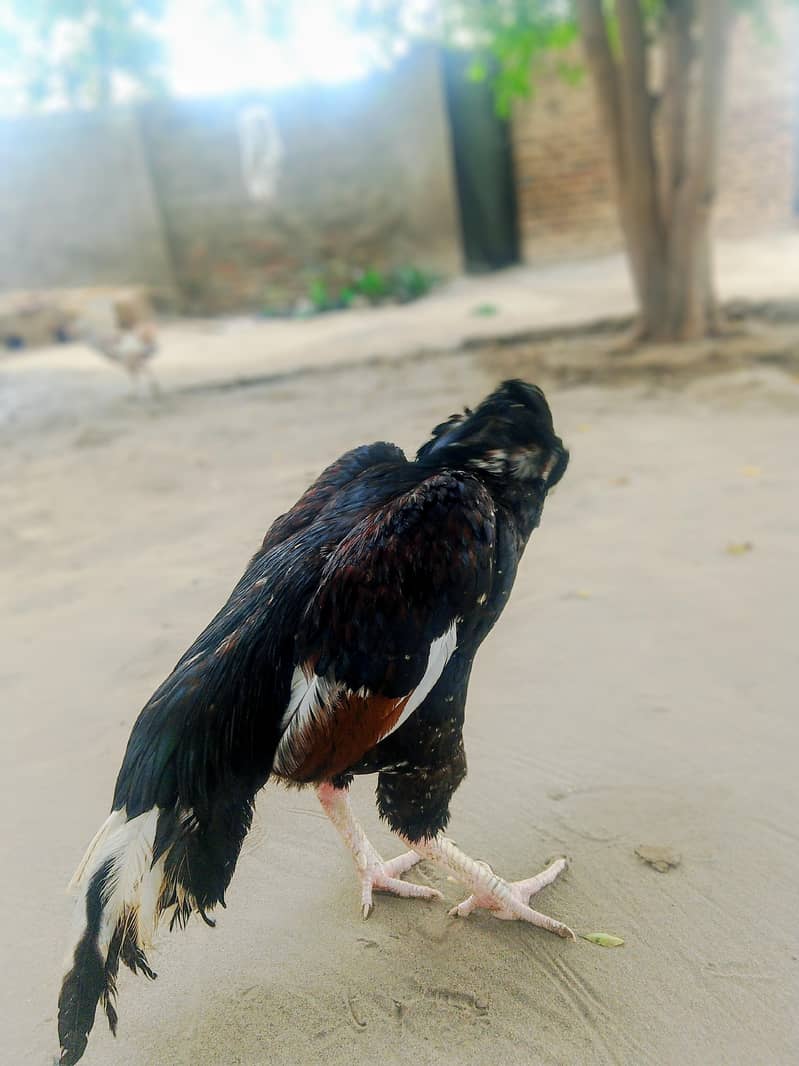 اصیل مرغ برائے فروخت 1
