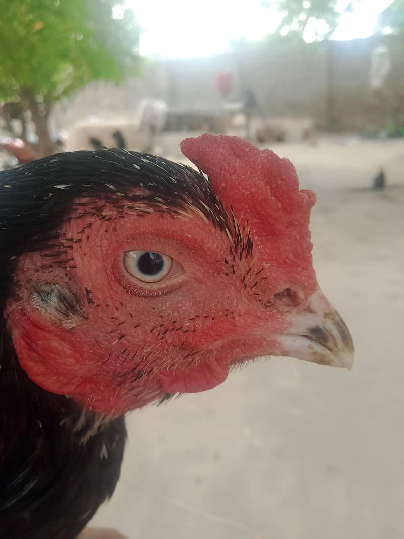 اصیل مرغ برائے فروخت 3