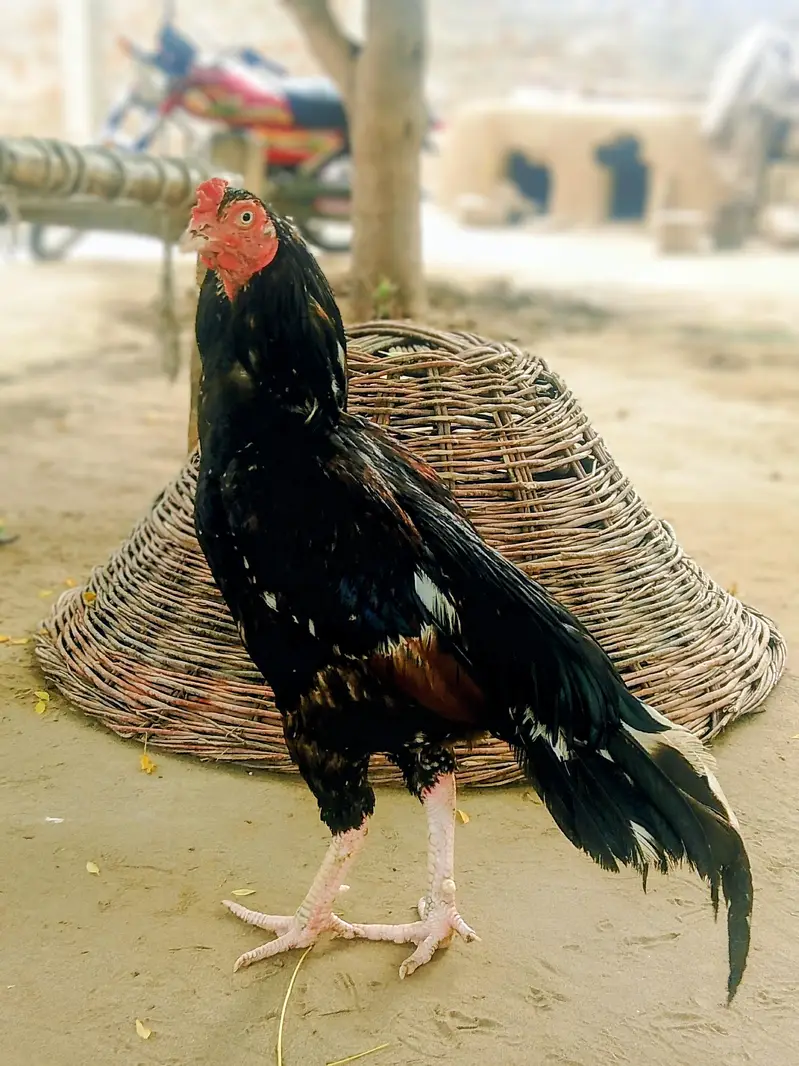 اصیل مرغ برائے فروخت — photo 5
