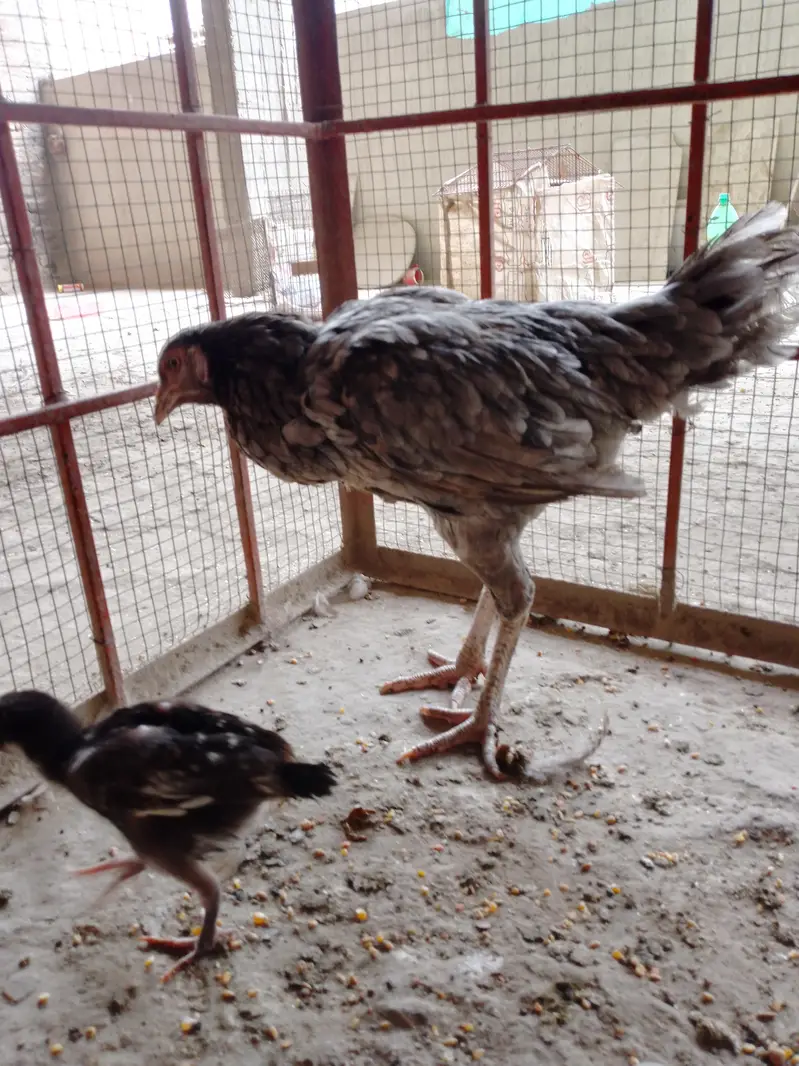 aseel murga murgi — photo 2