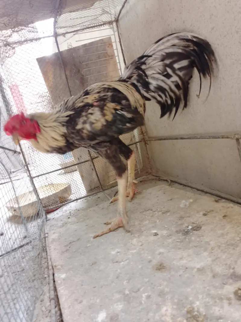 aseel murga murgi — photo 4