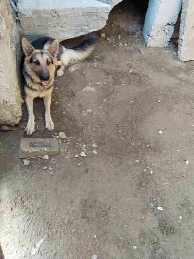 Breeder German shepherd female