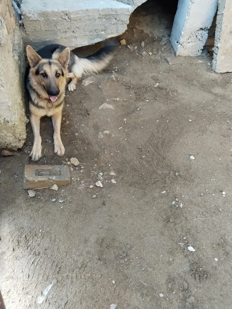 Breeder German shepherd female