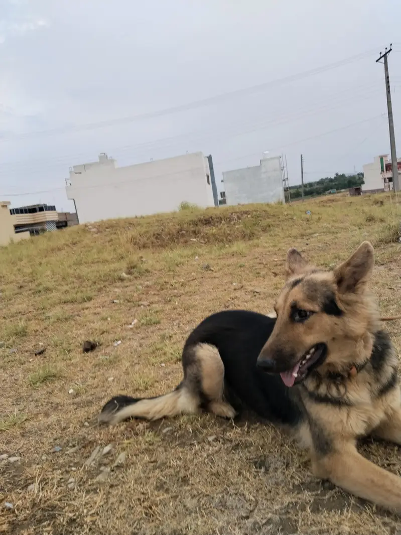 Breeder German shepherd female — photo 2