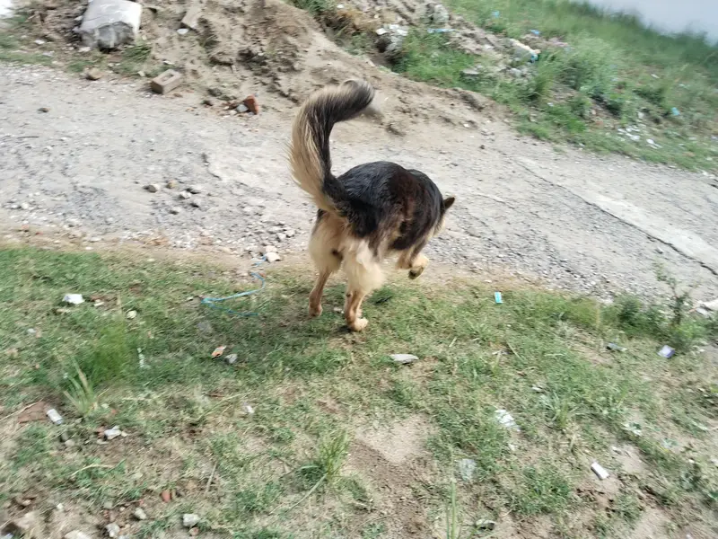 Breeder German shepherd female — photo 3