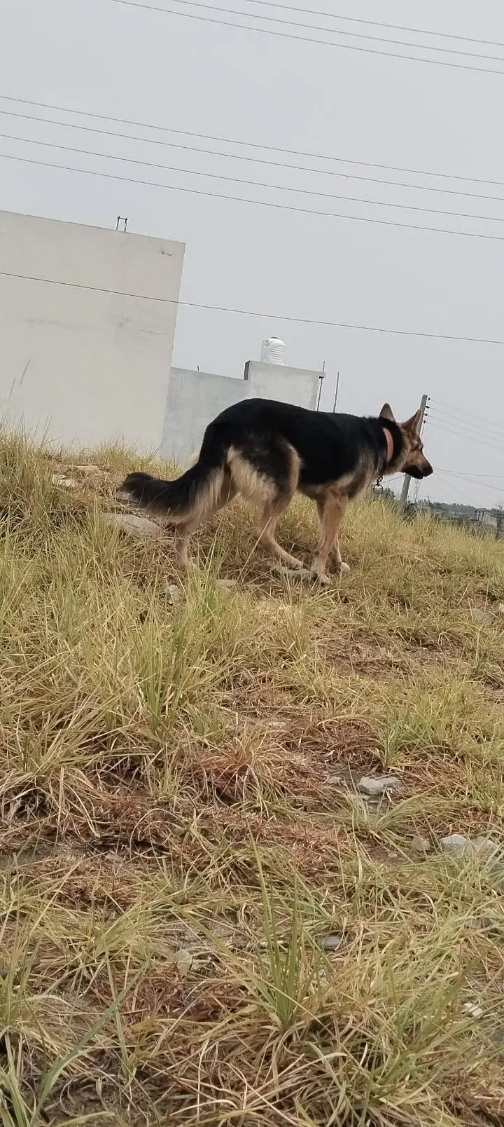 Breeder German shepherd female — photo 4