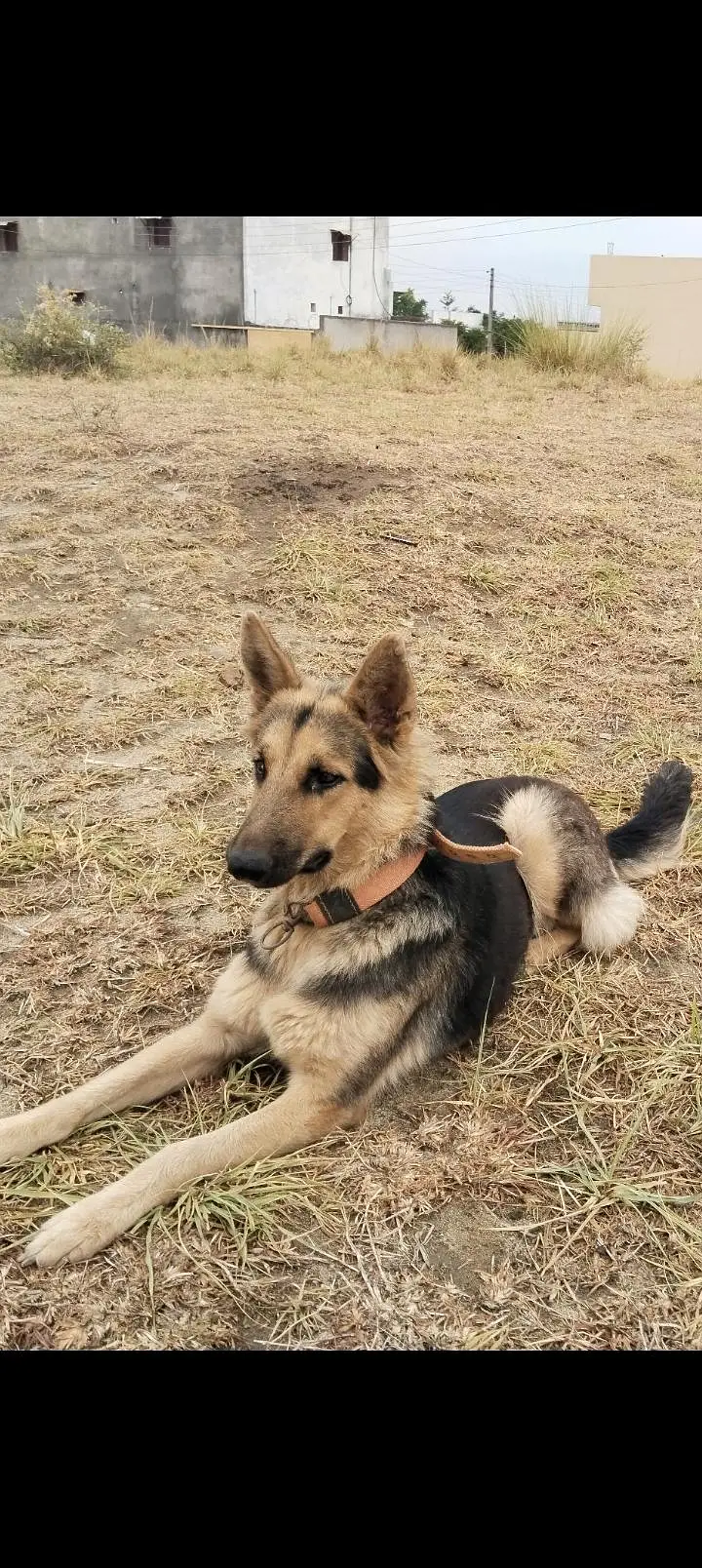 Breeder German shepherd female — photo 5
