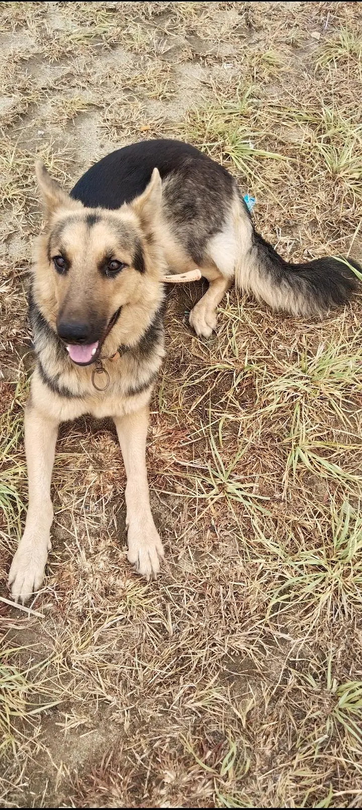 Breeder German shepherd female — photo 6