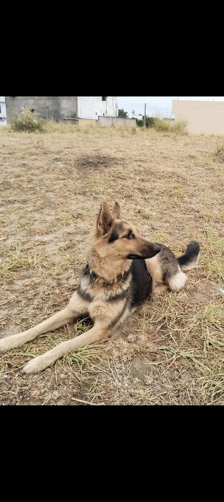 Breeder German shepherd female — photo 7