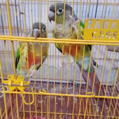 Pineapple Conure Green Cheek Breader Pair