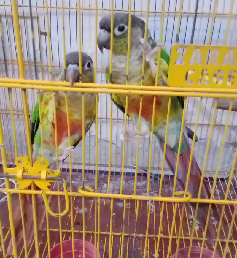 Pineapple Conure Green Cheek Breader Pair — photo 2