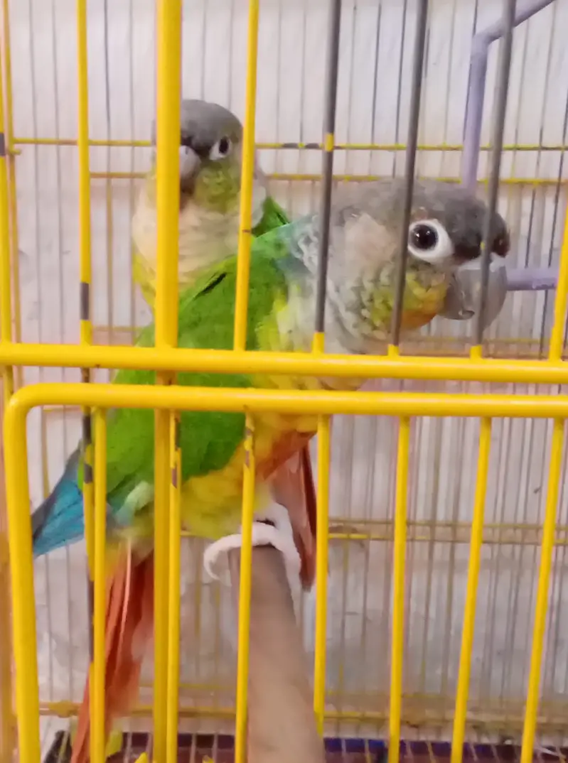 Pineapple Conure Green Cheek Breader Pair — photo 3