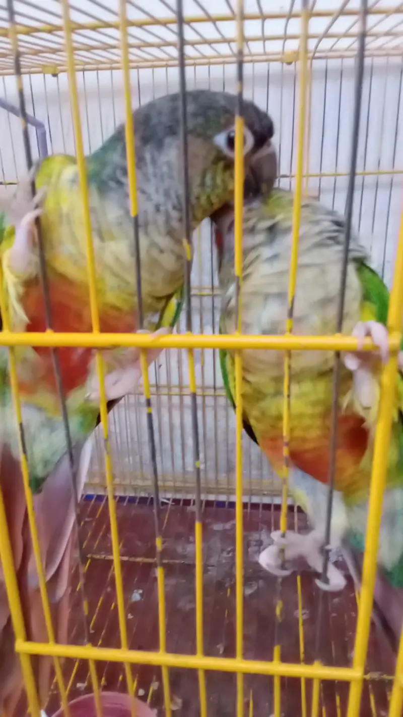 Pineapple Conure Green Cheek Breader Pair — photo 4