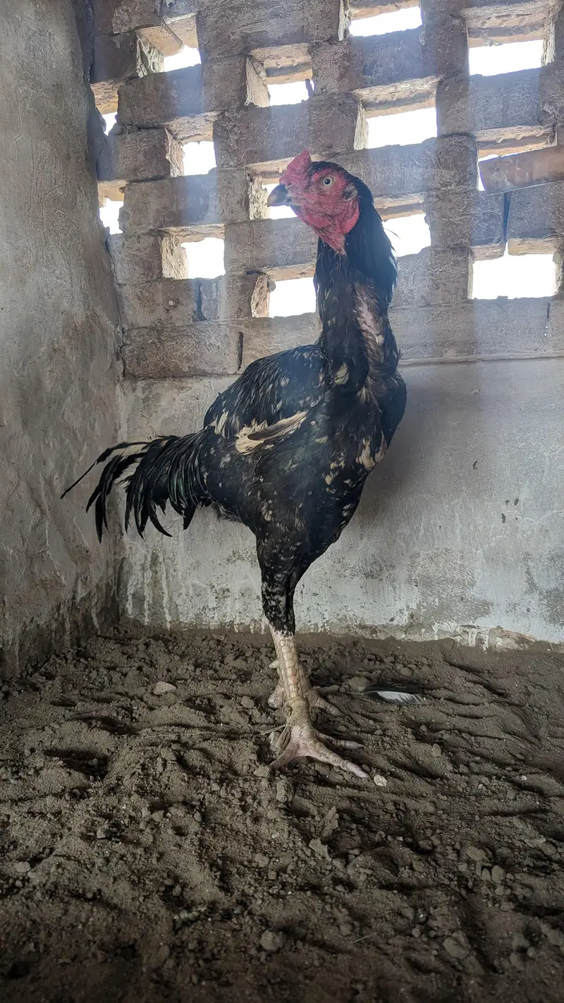 Pure Aseel Murga , 2 Years Old ,Strong & Healthy | — photo 4
