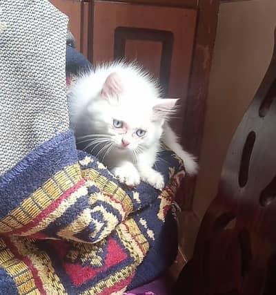 Persian kitten for sale