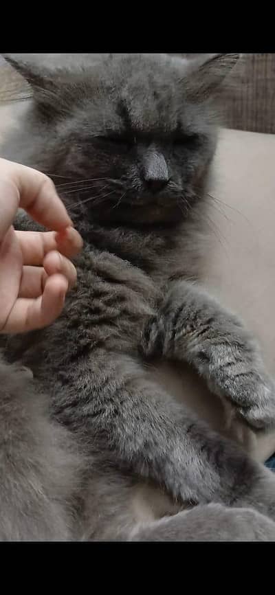 I want to sale my home Persian cat male