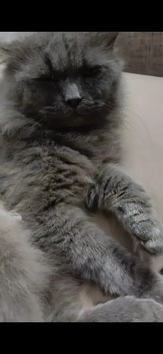 I want to sale my home Persian cat male — photo 2