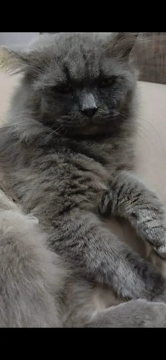 I want to sale my home Persian cat male — photo 3