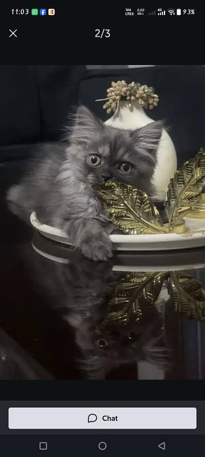 grey tripel coated kitten 03006108898