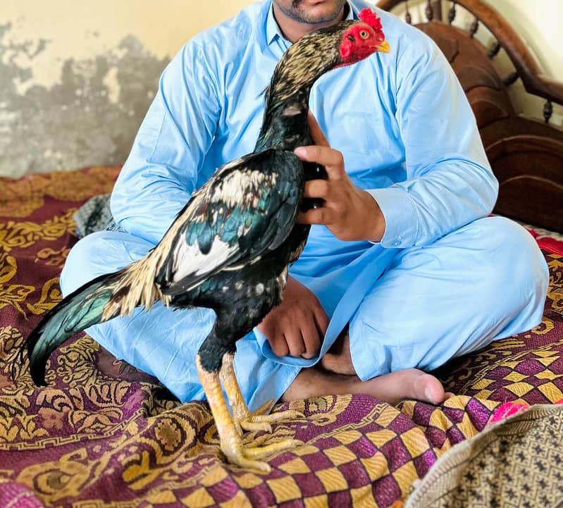aseel patha 0