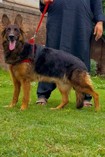 German shepherd Dog | Long Coat Female German Shepherd Dog | GSD