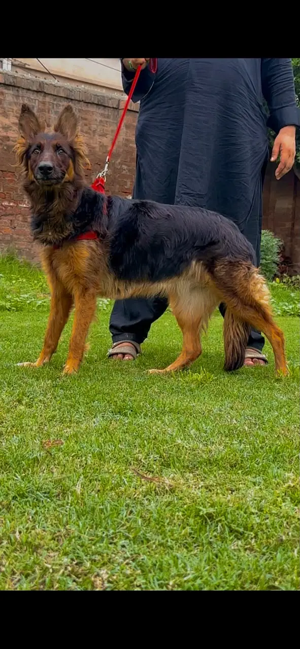 German shepherd Dog | Long Coat Female German Shepherd Dog | GSD — photo 2