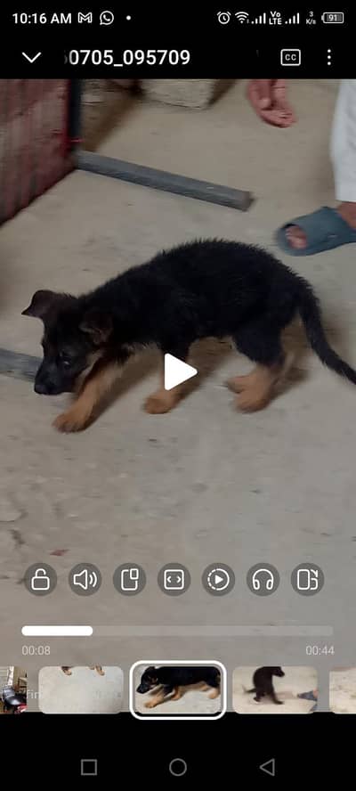 German shepherd puppy