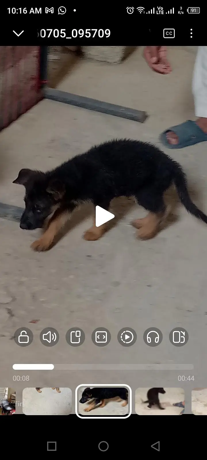 German shepherd puppy