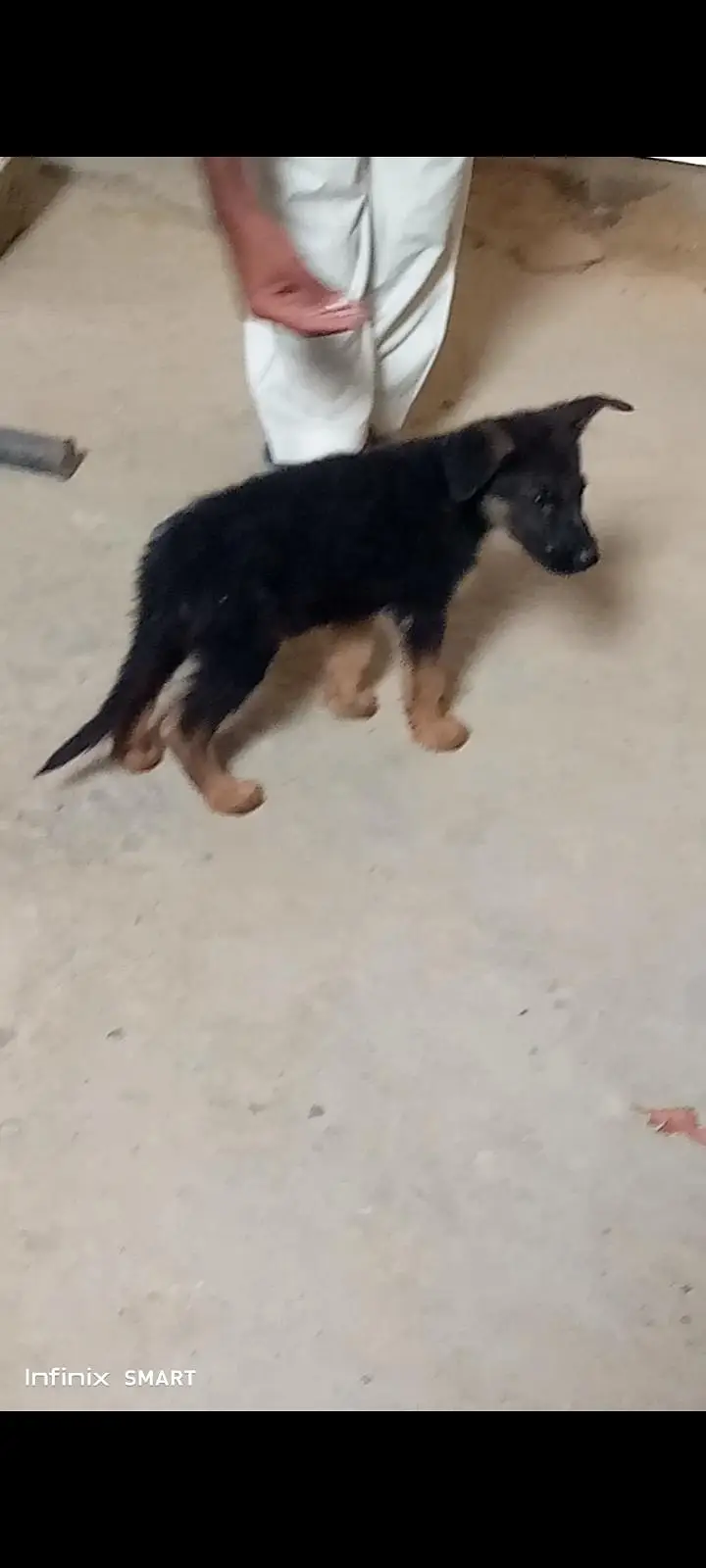 German shepherd puppy — photo 2