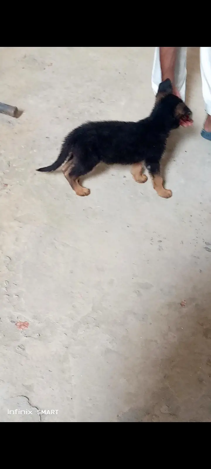 German shepherd puppy — photo 3