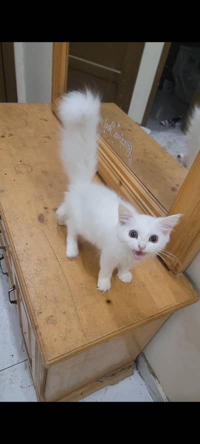 white Persian Baby Cat