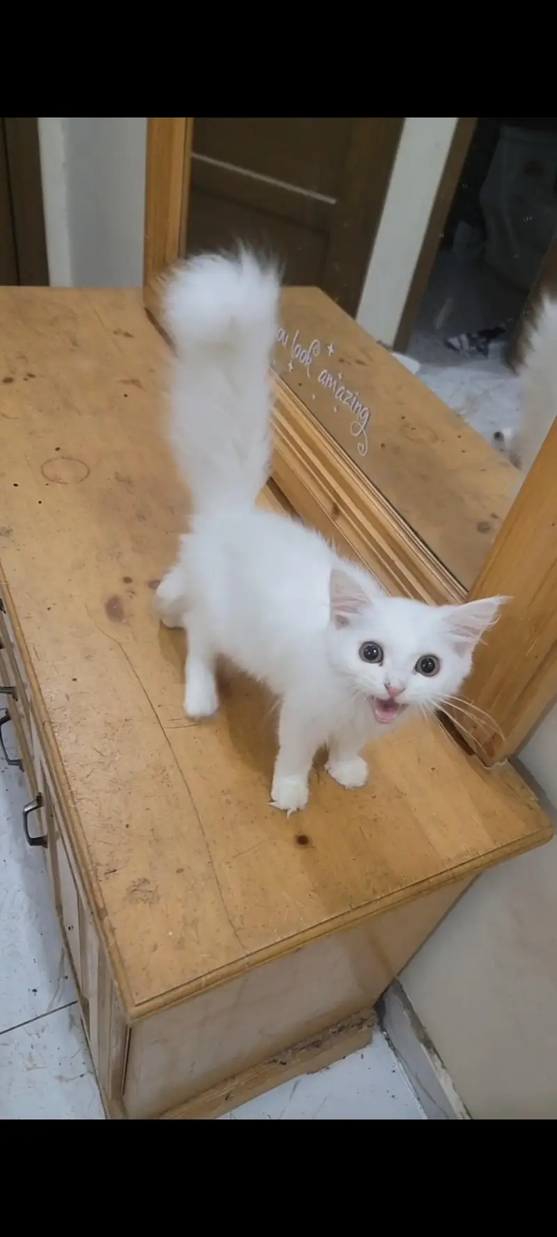 white Persian Baby Cat