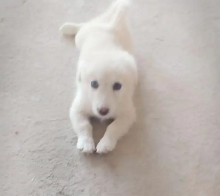 Russian puppy dog