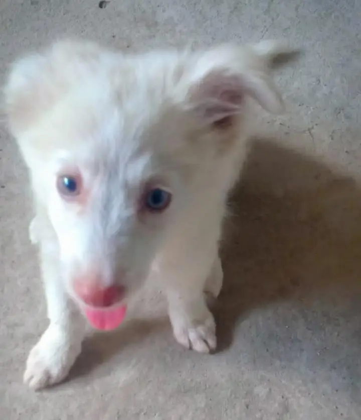 Russian puppy dog — photo 2