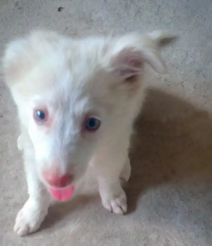 Russian puppy dog — photo 3